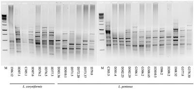 In Vitro and in Vivo Selection of Potentially Probiotic Lactobacilli From Nocellara del Belice Table Olives